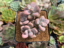 Graptopetalum 'Amethystinum’ 4” Cluster Succulent Plant