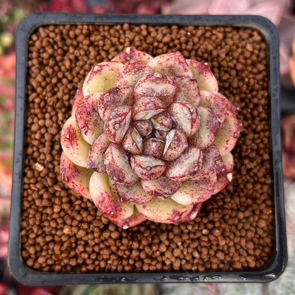 Echeveria 'Amethyst' 2" Succulent Plant