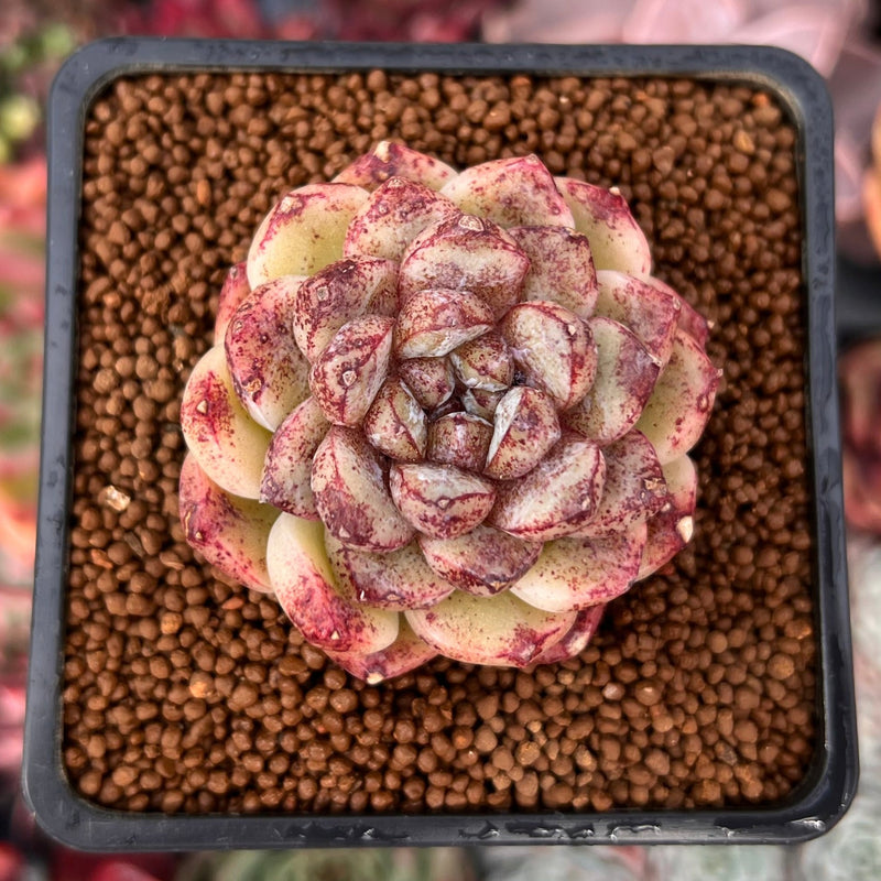 Echeveria 'Amethyst' 2" Succulent Plant