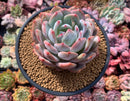 Echeveria 'Orange Monroe' 4" Succulent Plant