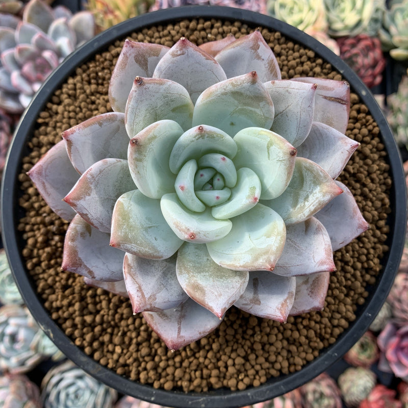 Echeveria 'Giant Purple' 4"-5" Powdery Succulent Plant