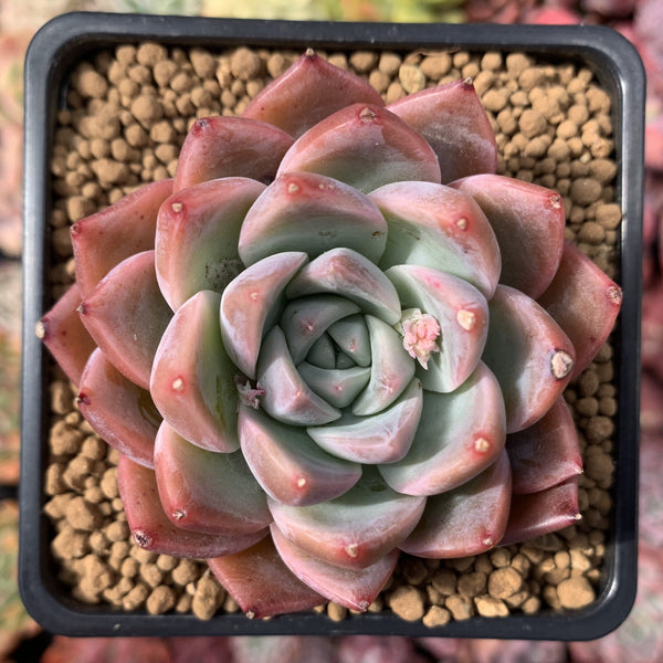 Echeveria 'Alba Beauty' 3" Succulent Plant