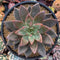 Echeveria 'Tremolo' 5" Large Succulent Plant