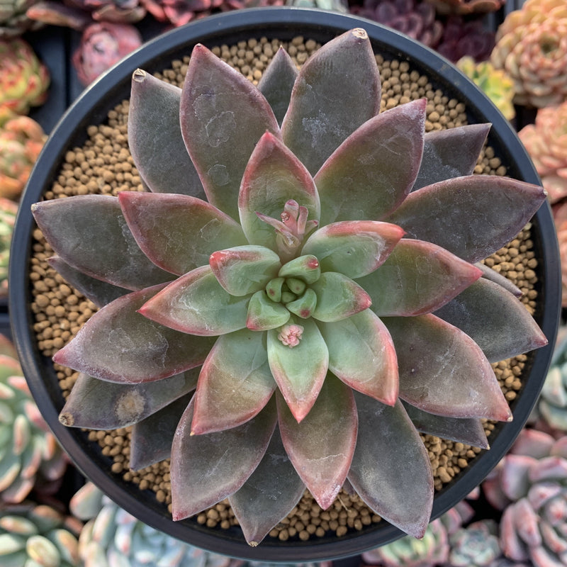 Echeveria 'Tremolo' 5" Large Succulent Plant