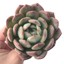 Echeveria 'Starmark' 4" Large Succulent Plant