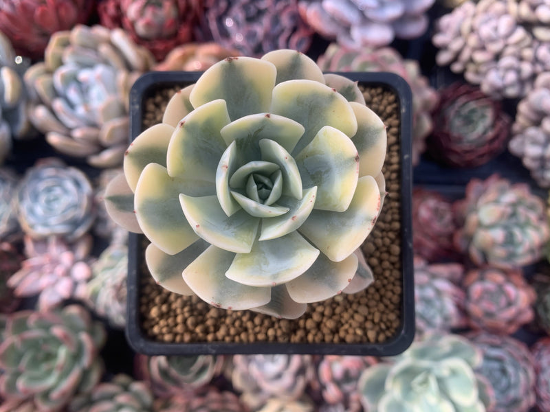 Echeveria Runyonii Variegated (Aka Echeveria 'Akaihosi' Variegated) 2" Succulent Plant