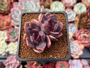 Echeveria 'Adrian' 2" New Hybrid Succulent Plant