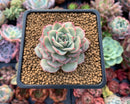 Echeveria ‘Ice Love’ Lightly Variegated 2” Succulent Plant