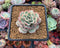 Echeveria ‘Ice Love’ Lightly Variegated 2” Succulent Plant