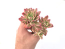 Echeveria 'Minibelle' Variegated Cluster 3"-4" Succulent Plant