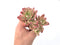 Echeveria 'Minibelle' Variegated Cluster 3"-4" Succulent Plant