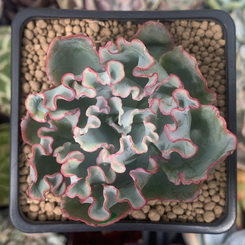 Echeveria 'Aquarius' 2" Succulent Plant