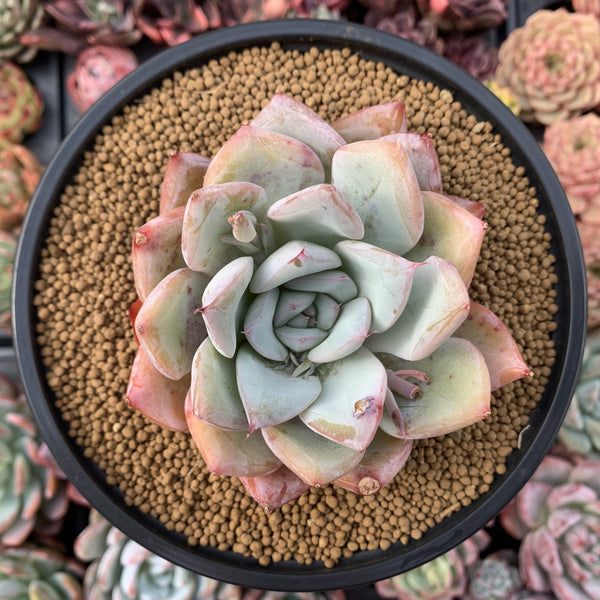 Echeveria 'Irene' 4" Powdery Succulent Plant