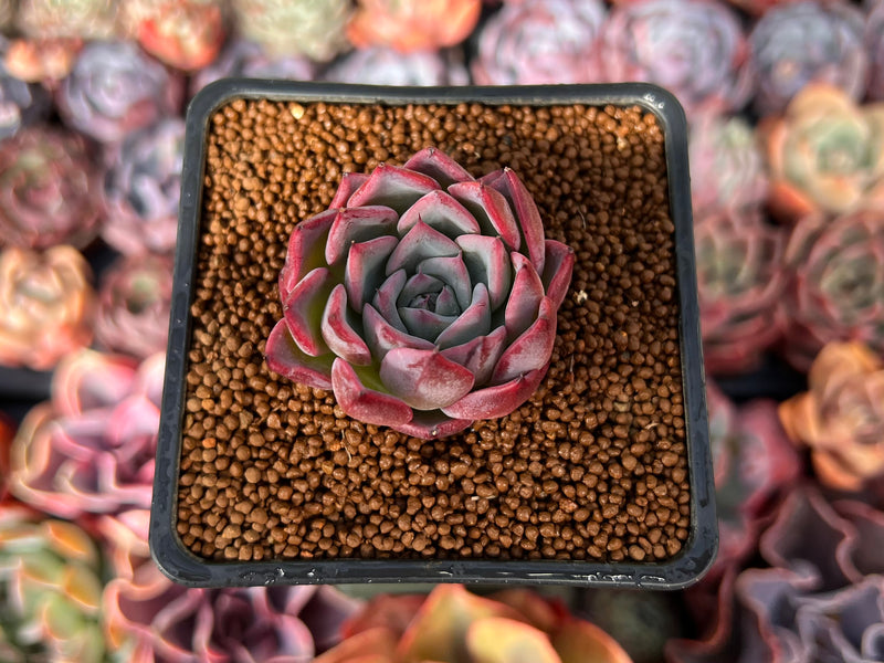 Echeveria 'Black Swan' 1" Succulent Plant