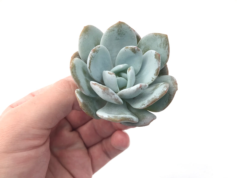 Echeveria 'Laui' 2" Powdery Succulent Plant