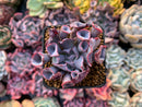 Echeveria 'Trumpet Pinky' 1" Succulent Plant