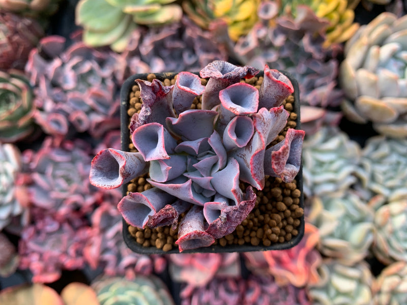 Echeveria 'Trumpet Pinky' 1" Succulent Plant