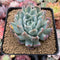 Echeveria 'Lemon Berry' Mutated/Variegated 3"-4" Succulent Plant