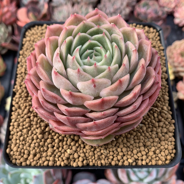 Echeveria 'Onslow' 4" Succulent Plant