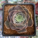 Greenovia 'El Hiero' 2" Succulent Plant