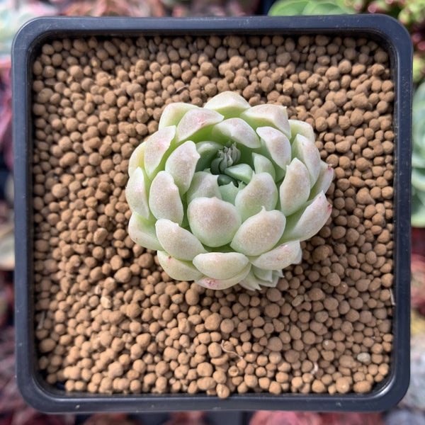 Echeveria 'Helena' Hybrid 1" Small Succulent Plant