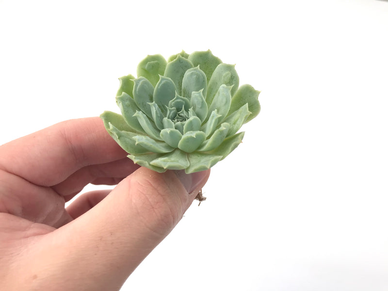 Echeveria 'Hearts Choice' 1" Small Rare Succulent Plant