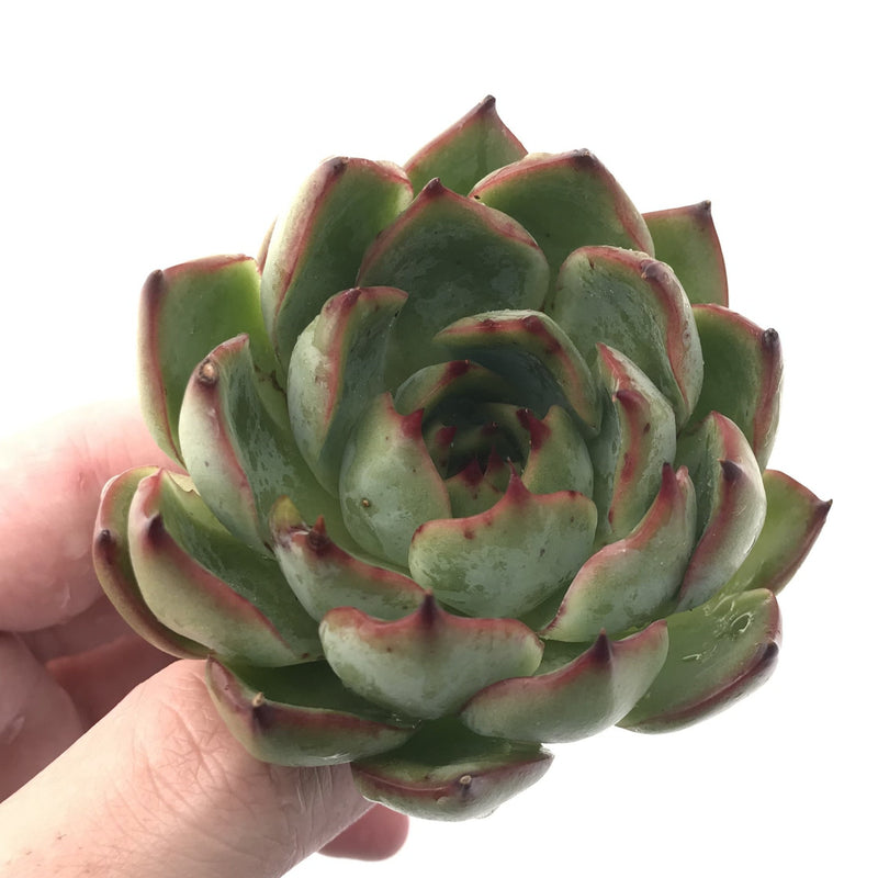 Echeveria 'Amor' 3"-4" Succulent Plant