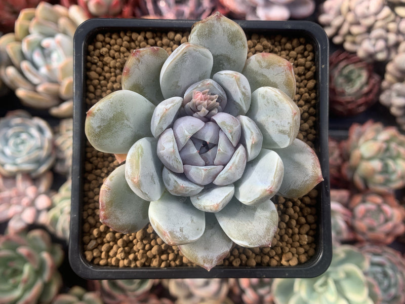 Echeveria 'Snow Bunny' 3" Powdery Succulent Plant