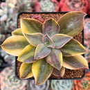 Graptoveria 'Fred Ives' Variegated 3" Succulent Plant