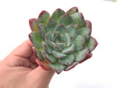 Echeveria 'Polshi' 2"-3" Succulent Plant