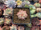 Echeveria 'Mebina' Variegated 1" Small Succulent Plant