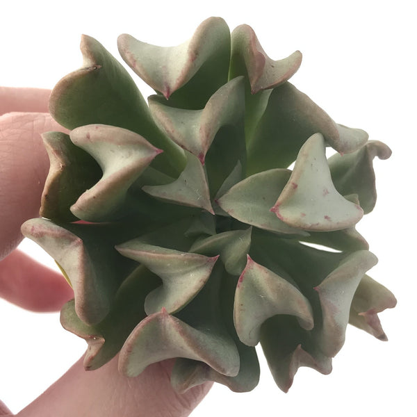 Echeveria 'Black Hawk' 2"-3" Succulent Plant