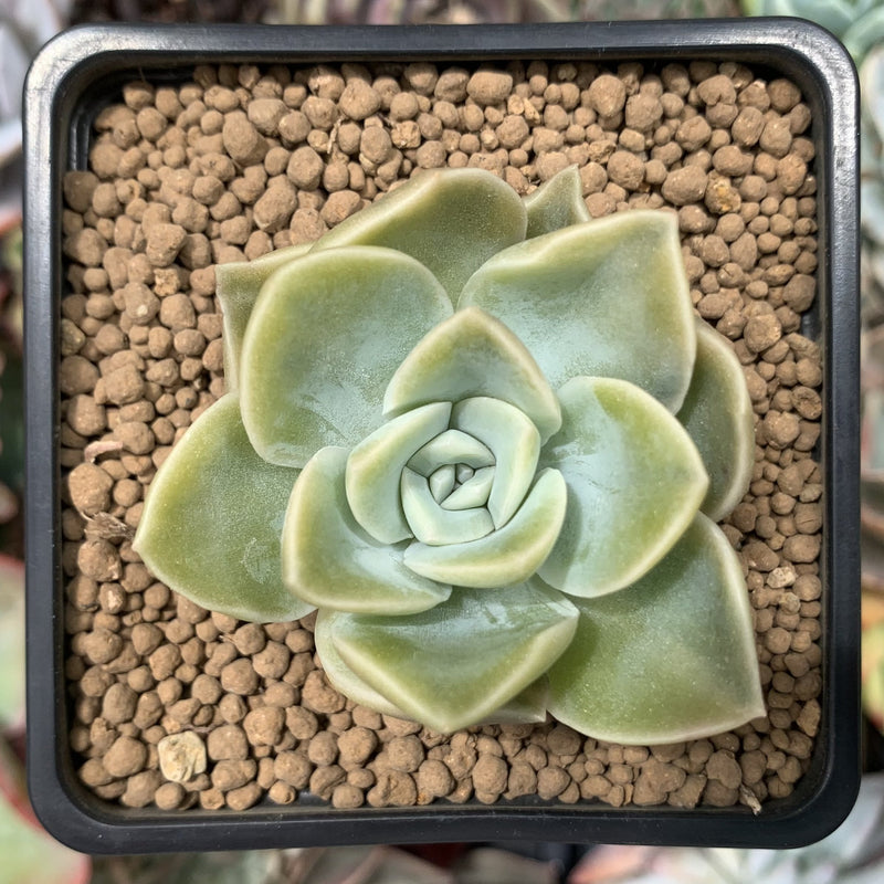 Graptoveria 'Harry Watson' 1" Succulent Plant