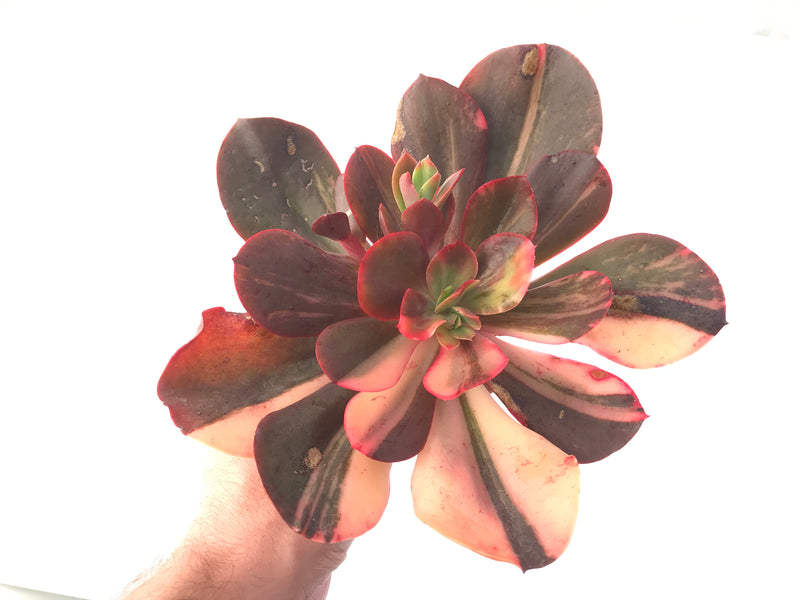 Echeveria 'Primadonna' Variegated 8" Large Succulent Plant