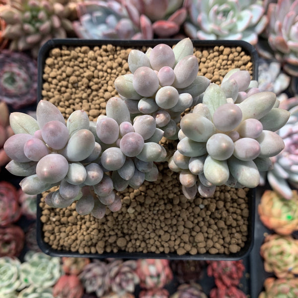 Pachyphytum 'Baby Finger' 3" Succulent Plant