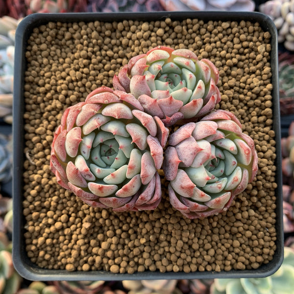 Echeveria 'Aarons' 3” Cluster Rare Succulent Plant