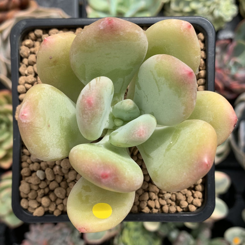 Pachyphytum 'Doctor Cornelius' 2" Succulent Plant