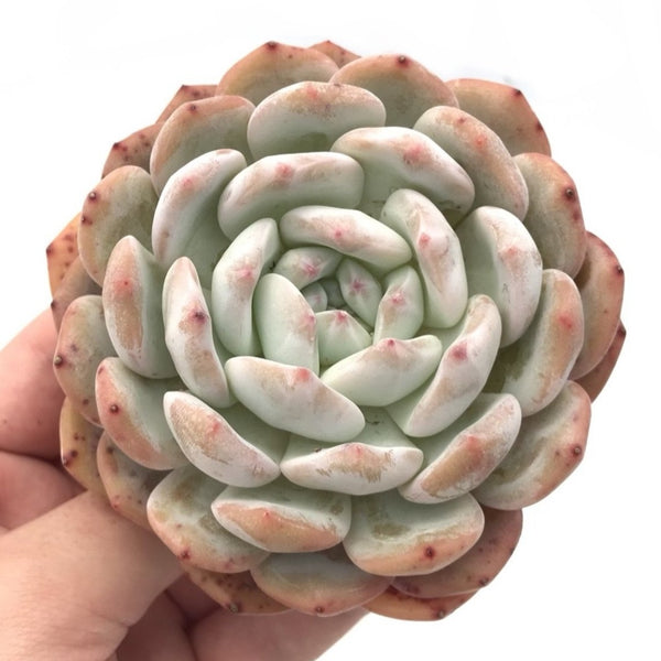 Echeveria 'Orange Monroe' 4" Succulent Plant