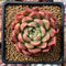 Echeveria Agavoides sp. 2"-3" Succulent Plant