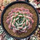 Echeveria sp. 5" Succulent Plant