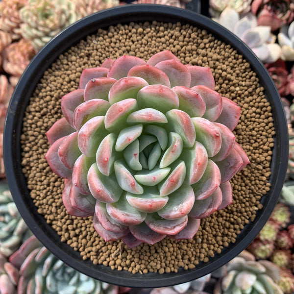 Echeveria sp. 5" Succulent Plant