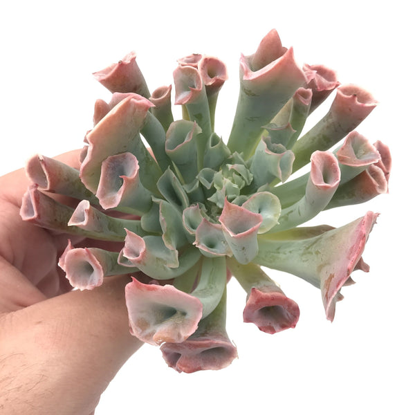 Echeveria ‘Trumpet Pinky’ Large 4" Rare Succulent Plant