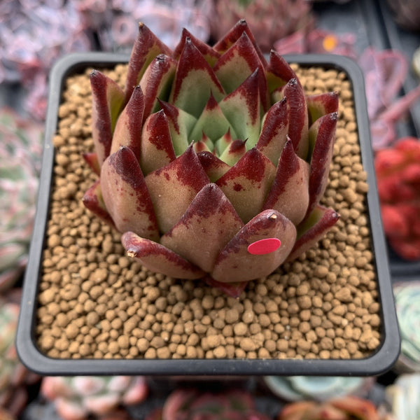 Echeveria Agavoides 'Lipstick' 2"-3" Succulent Plant