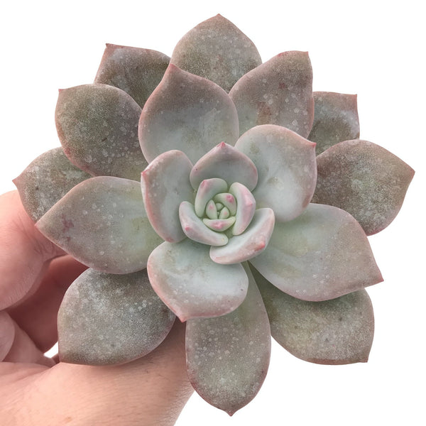 Echeveria 'Missing You' 3" Powdery Rare Succulent Plant