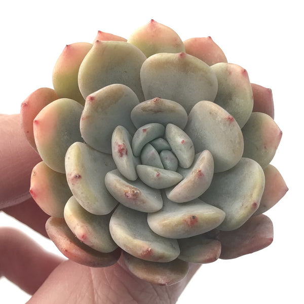 Echeveria sp. 2" Succulent Plant