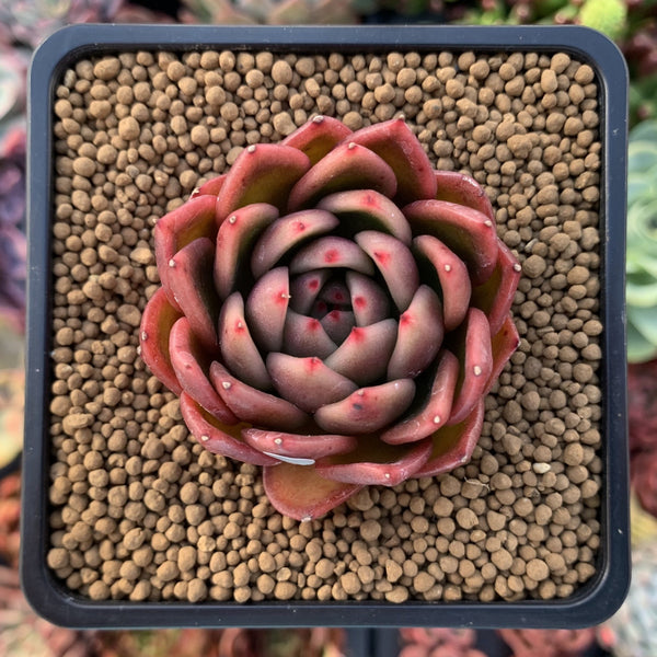 Echeveria Agavoides 'Cagliari' 3" Succulent Plant