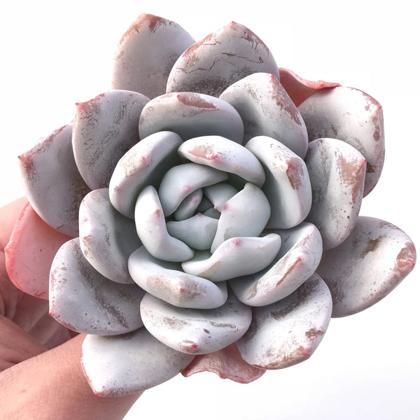 Echeveria Ivory 4” Rare Succulent Plant