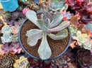 Pachyveria 'Jocelyns Joy' Variegated 2" Succulent Plant