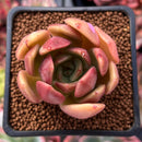 Echeveria 'Green Puff' 2" New Hybrid Succulent Plant