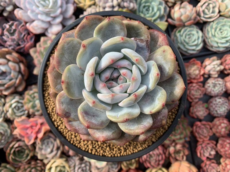 Echeveria 'Orange Monroe' 4”-5" Powdery Succulent Plant